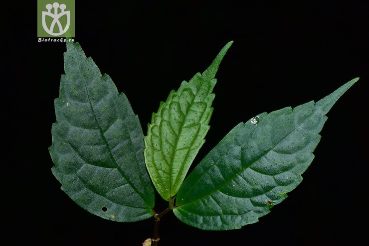 5895 elatostema acuminatum渐尖楼梯草 (22).