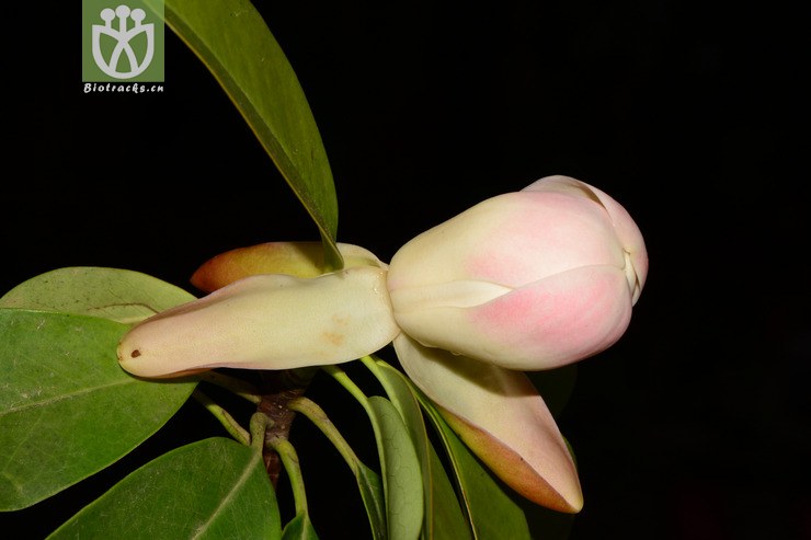 manglietia duclouxii川滇木莲【可以处理】2013-05-09xx-yn (18).