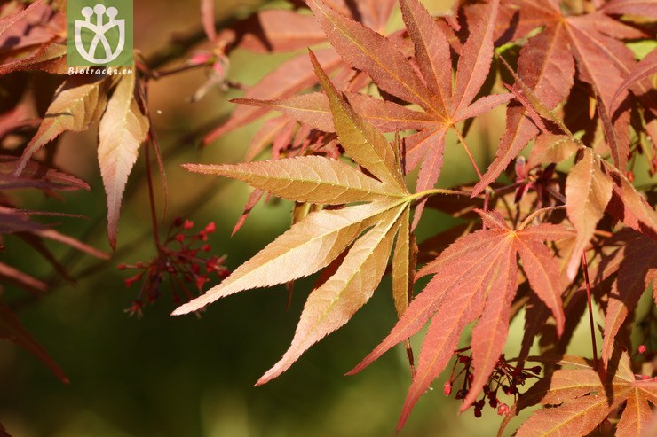 atropurpureum紫红鸡爪槭【g】【g】2013-03-21xx-yn   相邻时间拍摄