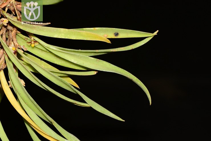 ceratostylis himalaica叉枝牛角兰【g】2013-04-29xx-yn (2).