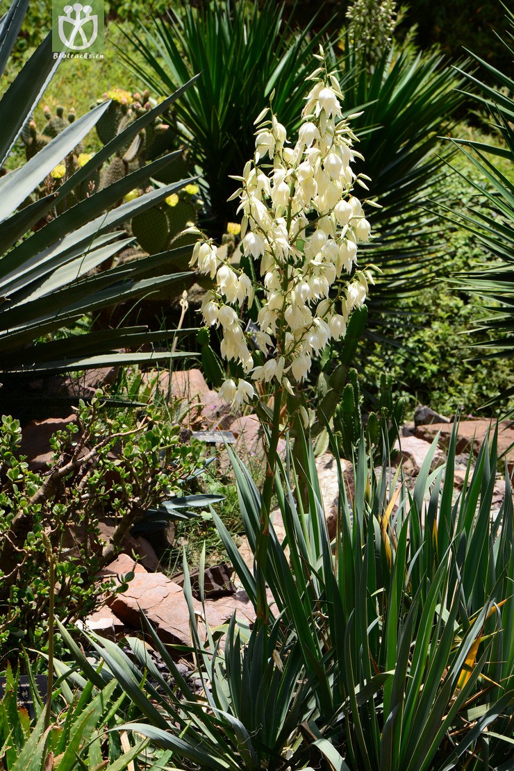 yucca smalliana丝兰【g或加y】2013-05-18xx-yn (4).