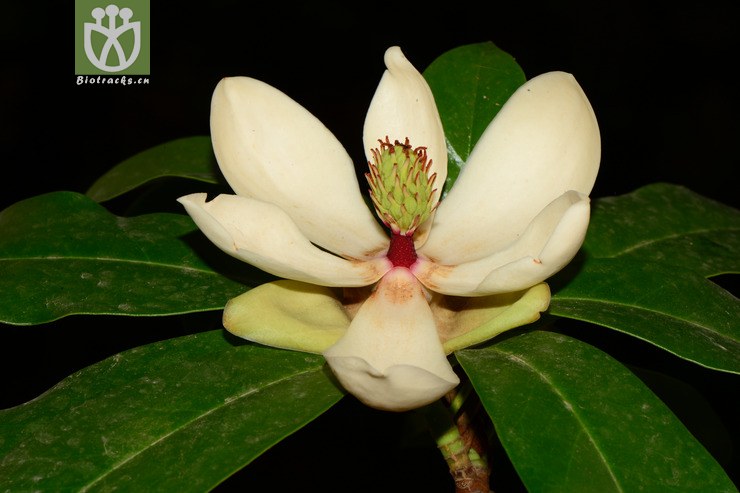 100% manglietia forrestii滇桂木莲【zg或加y】2013-05-09xx-yn (2).