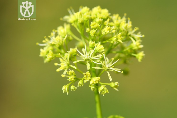 acer paxii金沙槭【依据foc】【可以处理】2013-03-09xx-yn (22).