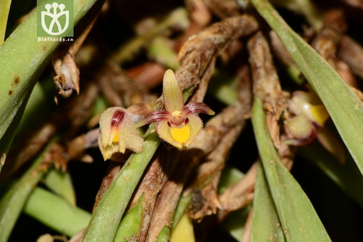 ceratostylis himalaica叉枝牛角兰【g】2013-04-29xx-yn(11.