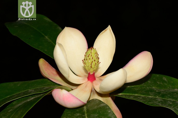 manglietia duclouxii川滇木莲a【可以处理】2013-05-09xx-yn (3).