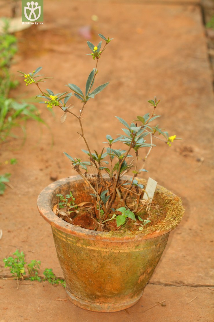 图片信息-kingdonia-植物云数据