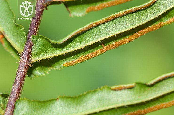 pteris vittata蜈蚣凤尾蕨【可以处理】2013-05-05xx-yn (11).jpg