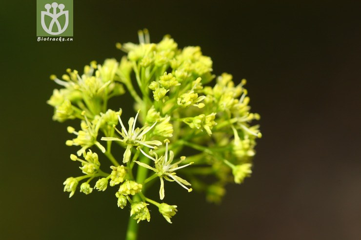 acer paxii金沙槭【依据foc】【可以处理】2013-03-09xx-yn (35).