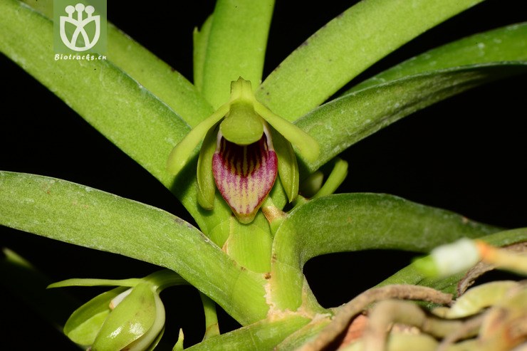 vanda alpina垂头万代兰【可以处理】2013-04-29xx-yn (15).