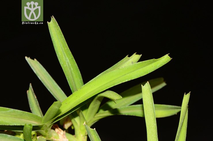 vanda alpina垂头万代兰【可以处理】2013-04-29xx-yn (8).jpg