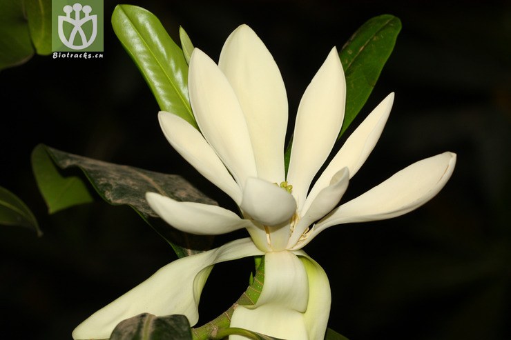 manglietiastrum sinicum华盖木【zyg】2013-03-23xx-yn (9).jpg