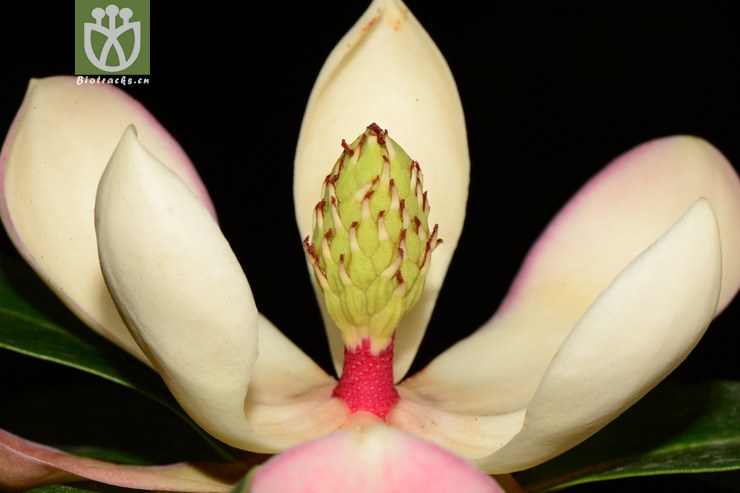 manglietia duclouxii川滇木莲a【可以处理】2013-05-09xx-yn (9).