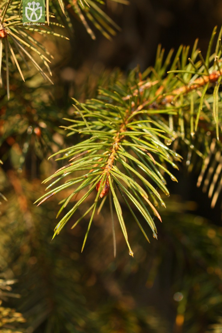 picea smithiana长叶云杉【hg】2013