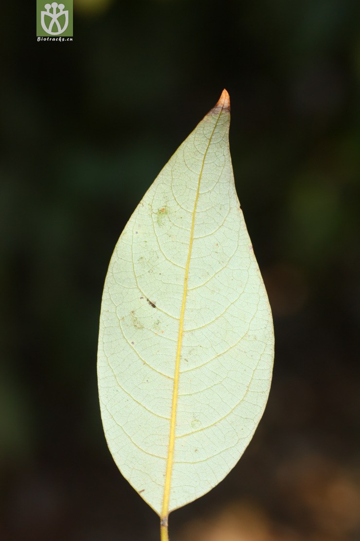 lanuginosa毛豹皮樟【尚未鉴定】【zhg】2013-03-09xx-yn 相邻时间