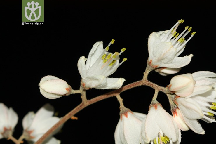 alniphyllum fortunei赤杨叶【可以处理】2013-03-16xx-yn (14).