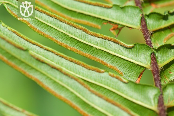 pteris vittata蜈蚣凤尾蕨【可以处理】2013-05-05xx-yn (7).jpg