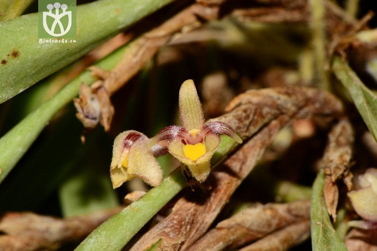 ceratostylis himalaica叉枝牛角兰【g】2013-04-29xx-yn(16.