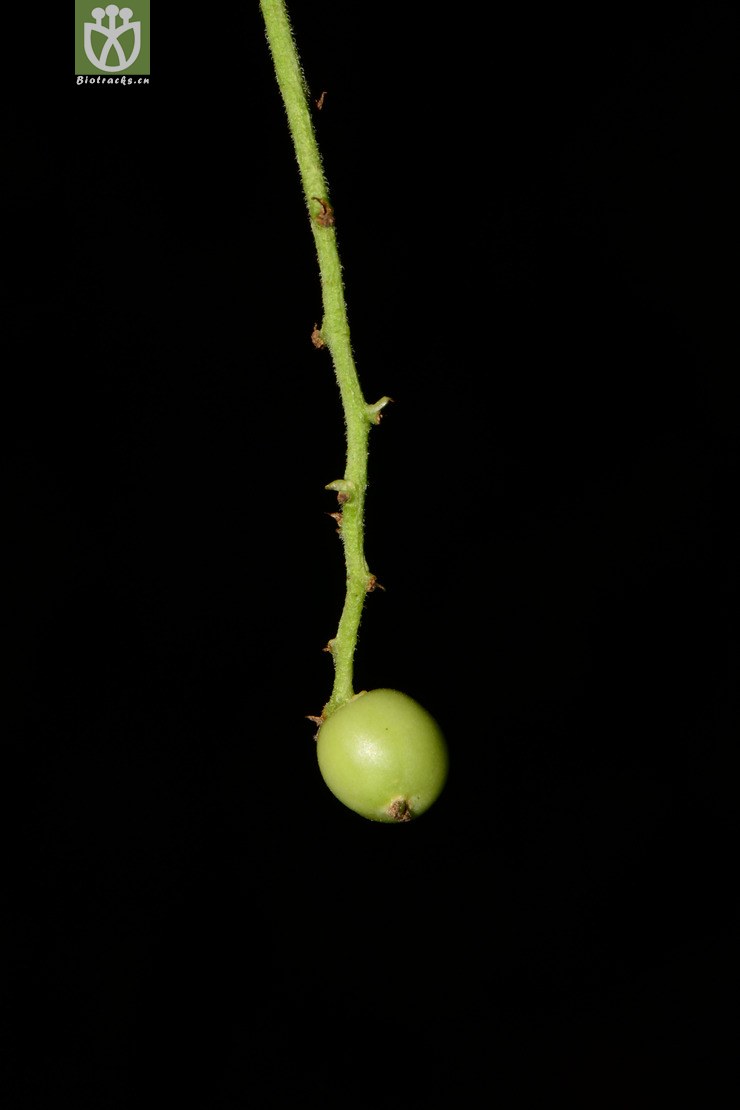 intermedia有齿鞘柄木【z】2013-05-25xx-yn   相邻时间拍摄的照片