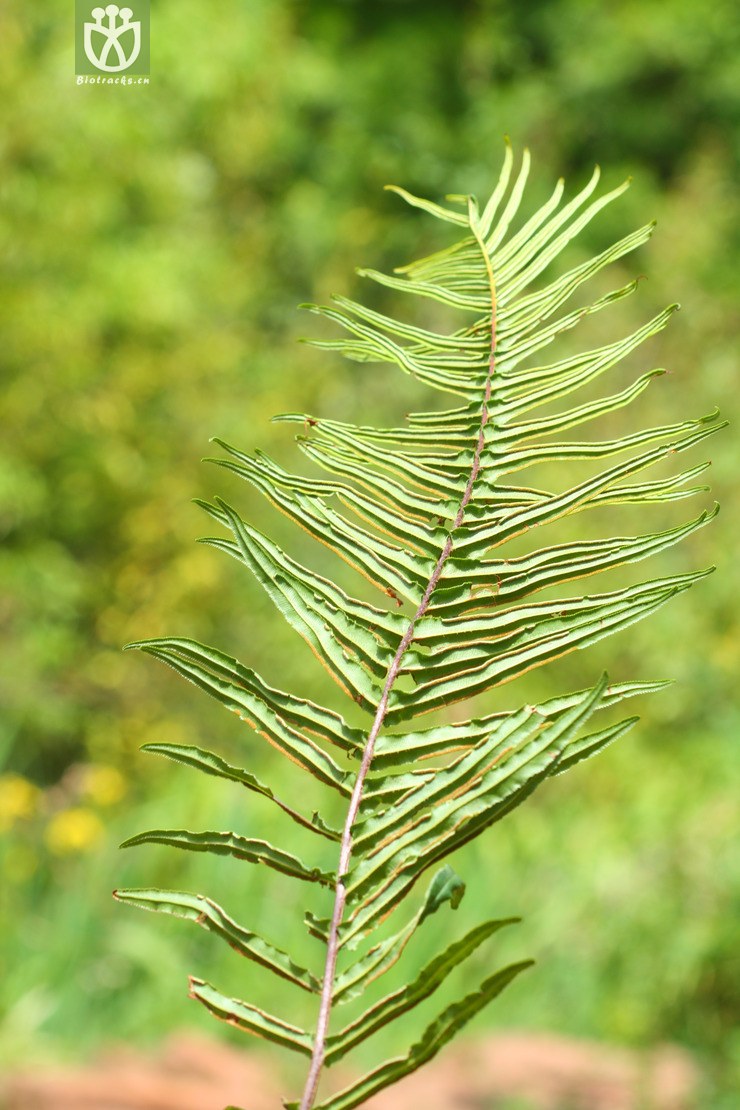 pteris vittata蜈蚣凤尾蕨【可以处理】2013-05-05xx-yn (16).