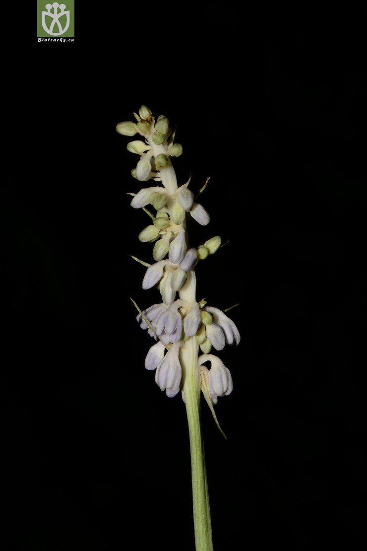 ophiopogon intermedius间型沿阶草【可以处理】2013-05-02xx-yn (8).