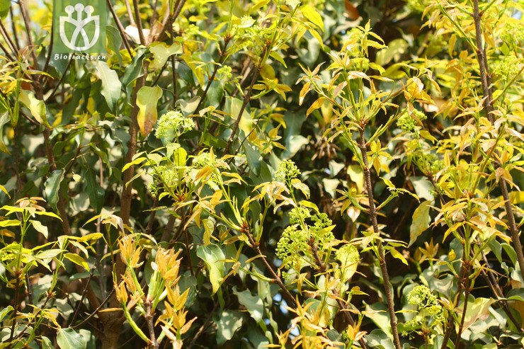 acer paxii金沙槭【依据foc】【可以处理】2013-03-09xx-yn (16).