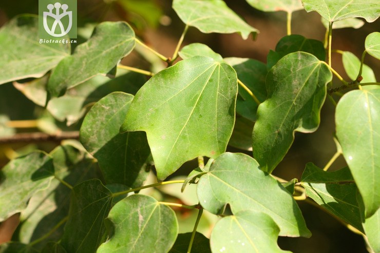 acer paxii金沙槭【依据foc】【可以处理】2013-03-21xx-yn (12).