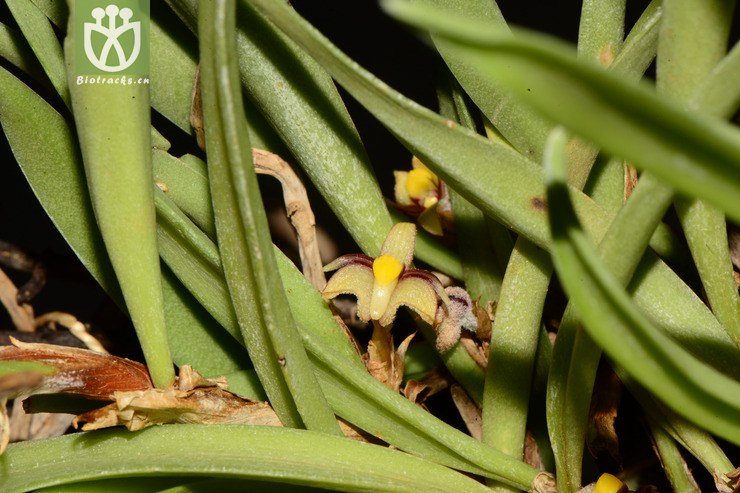 ceratostylis himalaica叉枝牛角兰【g】2013-04-29xx-yn(23.