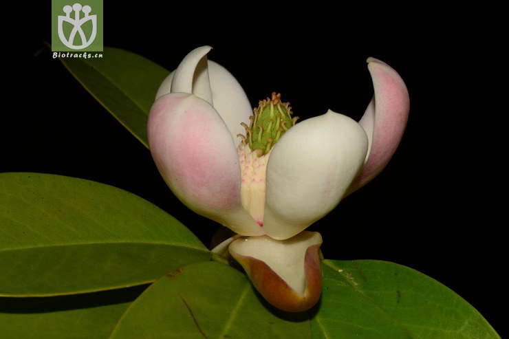 manglietia duclouxii川滇木莲【可以处理】2013-05-09xx-yn (23).