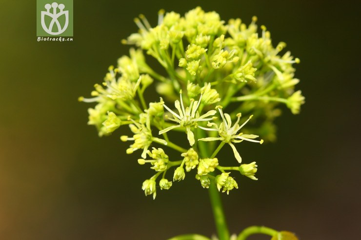 图片信息-kingdonia-植物云数据