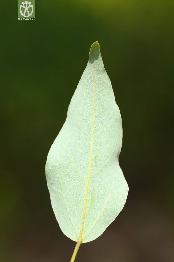 acer paxii金沙槭【依据foc】【可以处理】2013-03-09xx-yn (8).