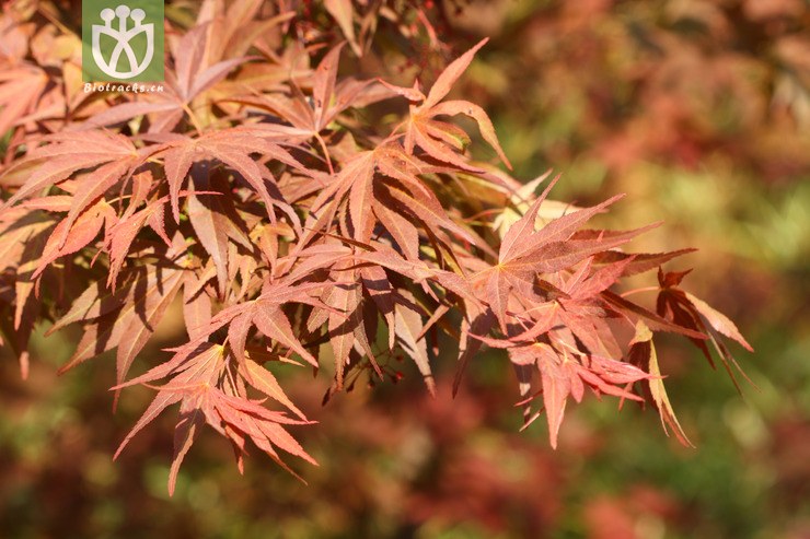 atropurpureum紫红鸡爪槭【g】【g】2013-03-21xx-yn   相邻时间拍摄