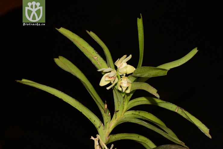 图片信息-kingdonia-植物云数据