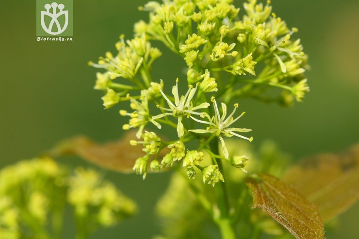 acer paxii金沙槭【依据foc】【可以处理】2013-03-09xx-yn (20).