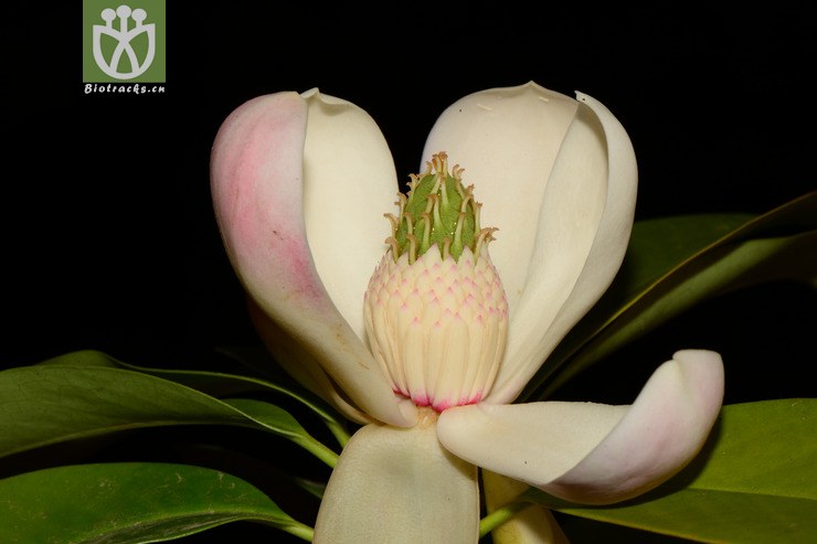 manglietia duclouxii川滇木莲【可以处理】2013-05-09xx-yn (21).