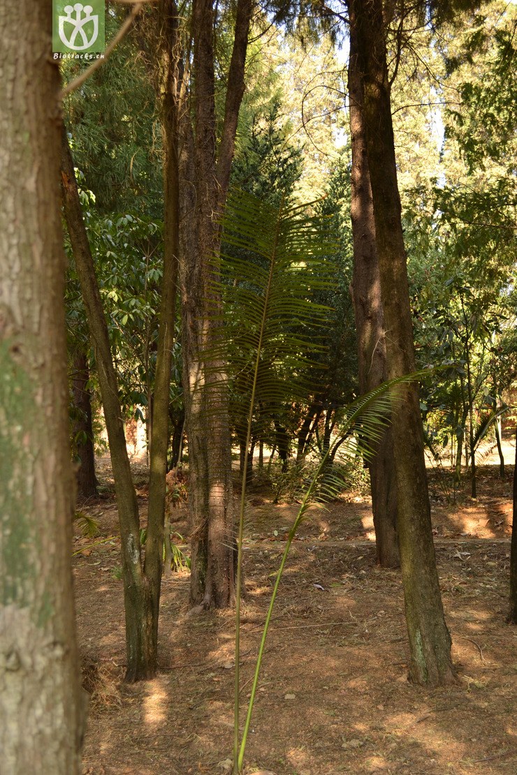 cycas tanqingii绿春苏铁【cfhyzzw】【zhyg】2013-03-17xx-yn (2).