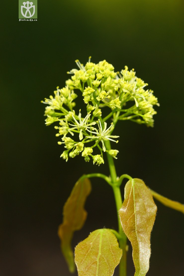 acer paxii金沙槭【依据foc】【可以处理】2013-03-09xx-yn (46).