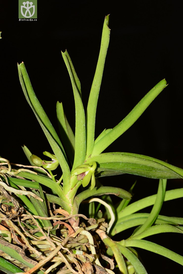 vanda alpina垂头万代兰【可以处理】2013-04-29xx-yn (7).jpg