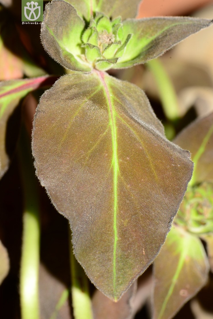 alfredii广西过路黄【zg】【号码:1537】2013-04-2 相邻时间拍摄的