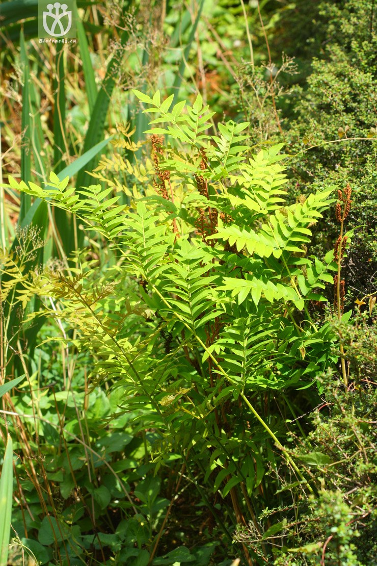 osmunda japonica紫萁【可以处理】2013-05-05xx-yn(0.jpg