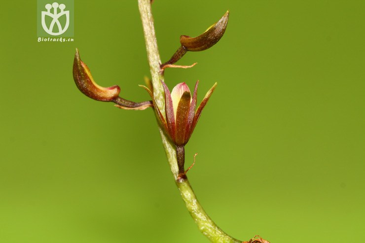 tainia latifolia阔叶带唇兰【zyg】2013-03-31xx-yn (19).