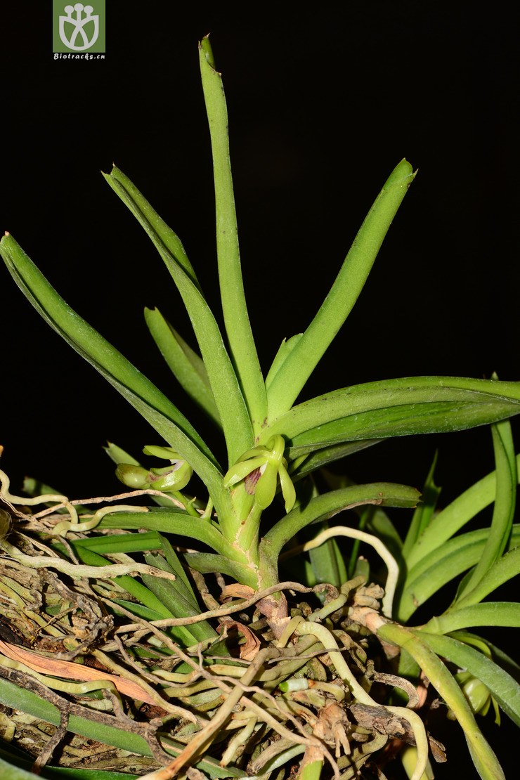 vanda alpina垂头万代兰【可以处理】2013-04-29xx-yn (5).