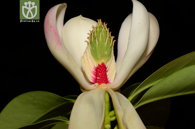 manglietia duclouxii川滇木莲【可以处理】2013-05-09xx-yn (24).