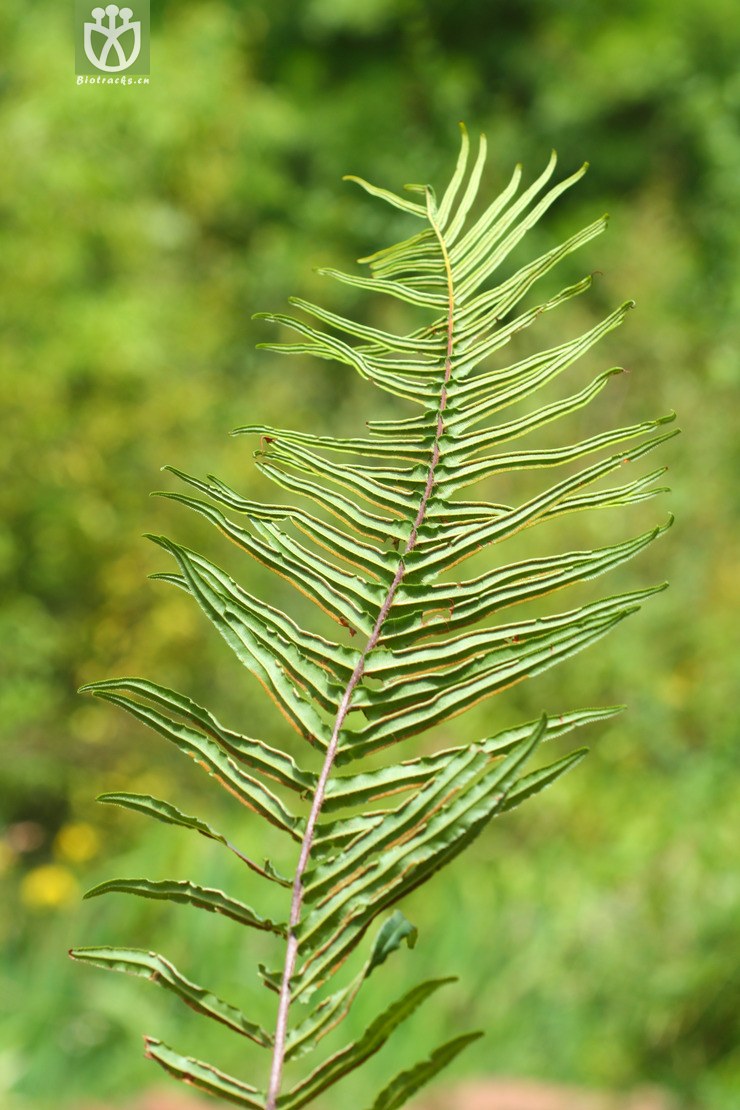 pteris vittata蜈蚣凤尾蕨【可以处理】2013-05-05xx-yn (17).