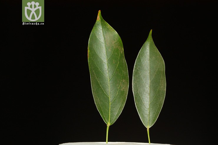 acer crassum厚叶槭【g】2013-04-03xx-yn (8).jpg