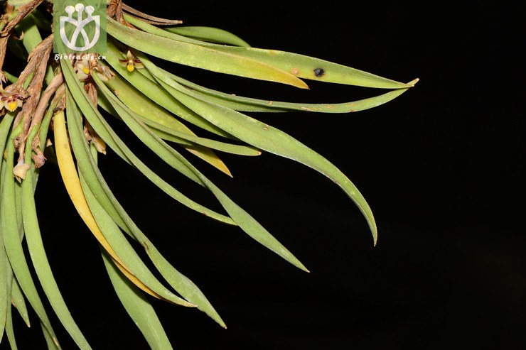 ceratostylis himalaica叉枝牛角兰【g】2013-04-29xx-yn (3).