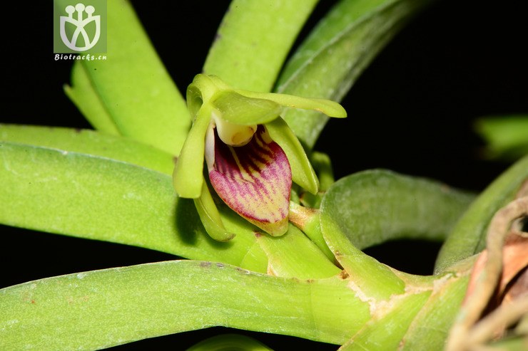 vanda alpina垂头万代兰【可以处理】2013-04-29xx-yn (18).