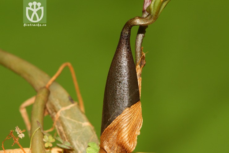 tainia latifolia阔叶带唇兰【zyg】2013-03-31xx-yn (11).