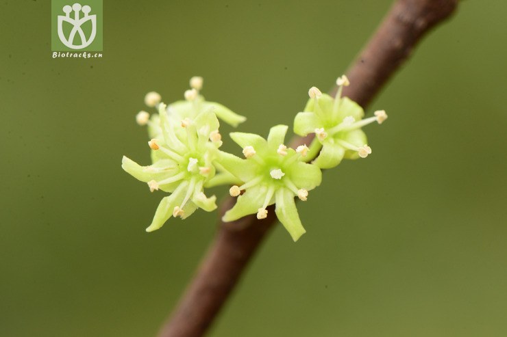 celastrus gemmatus大芽南蛇藤【可以处理】2013-05-02xx-yn (11).