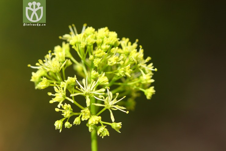 acer paxii金沙槭【依据foc】【可以处理】2013-03-09xx-yn (29).