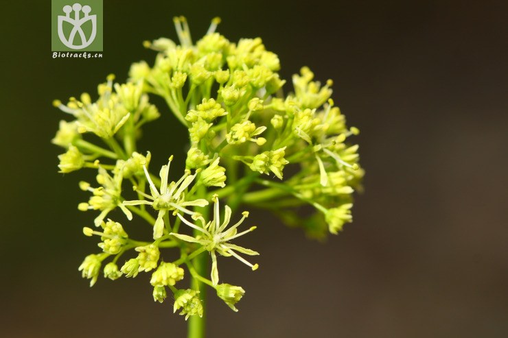 acer paxii金沙槭【依据foc】【可以处理】2013-03-09xx-yn (36).